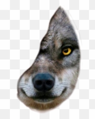 Discover Trending Wolf Stickers Picsart Emoji,Wolf Emoji