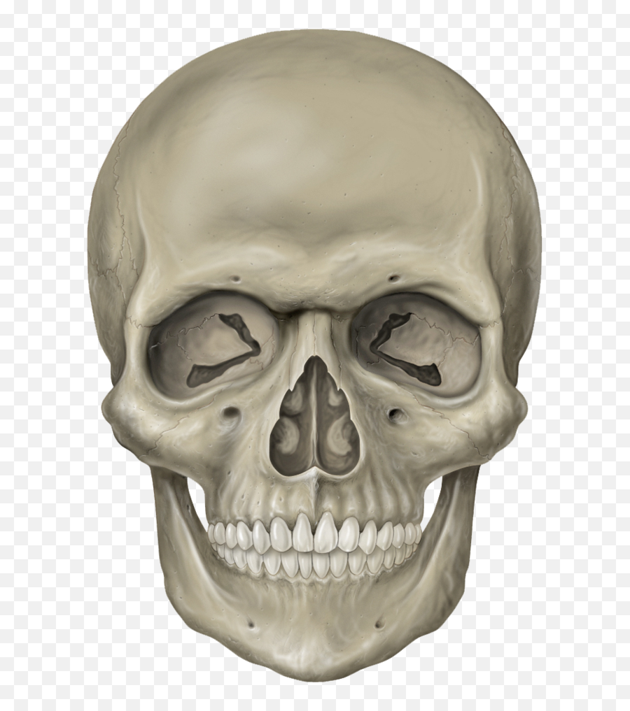 Thumb Image - Skeleton Head Png 776x1029 Wallpaper Teahubio Face Skeleton Emoji,Skull Head Emoji