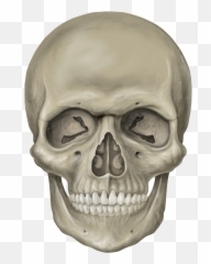 Thumb Image - Skeleton Head Png 776x1029 Wallpaper Teahubio Face Skeleton Emoji,Skull Head Emoji