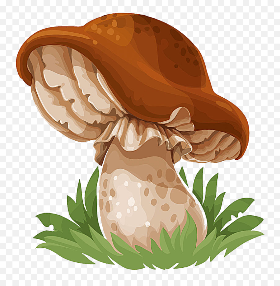 Common Mushroom Drawing Edible Mushroom - Clip Art Image Of Transparent Musroom Illustration Png Emoji,Mushrooms Emoji
