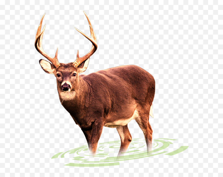 Big Buck - Transparent Background Whitetail Deer Transparent Background Deer Png Emoji,Buck Deer Emoji