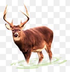 Big Buck - Transparent Background Whitetail Deer Transparent Background Deer Png Emoji,Buck Deer Emoji