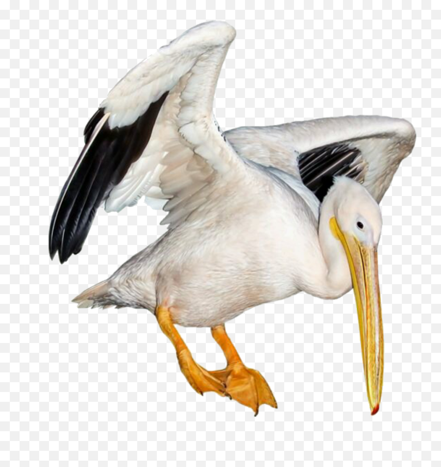 Pelican Bird Animals Sticker - Birds Emoji,Pelican Emoji