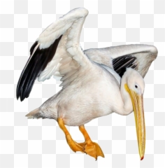 Pelican Bird Animals Sticker - Birds Emoji,Pelican Emoji