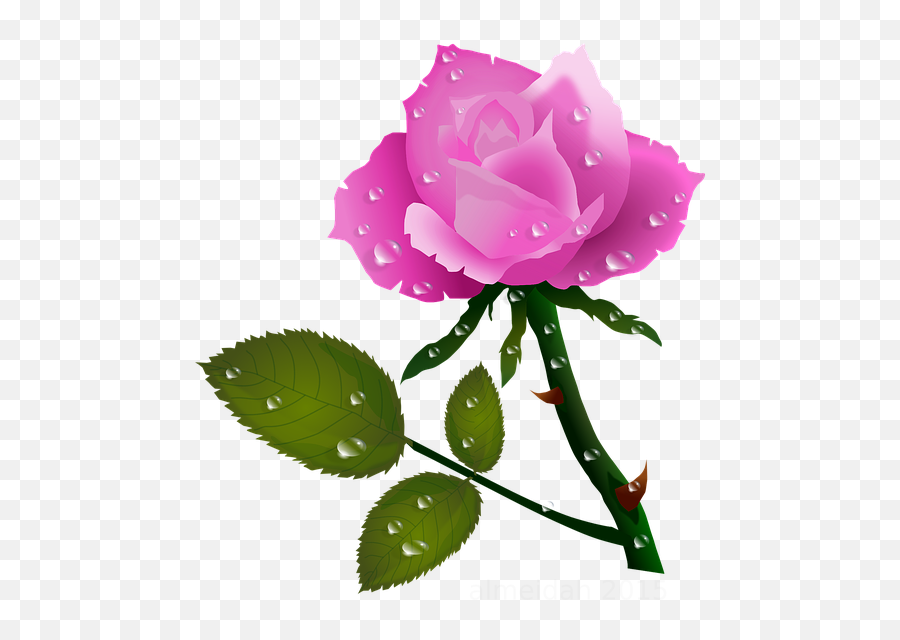 Recovery - Rose Flowers With Water Droplets Emoji,Nissan Sentra Emotion