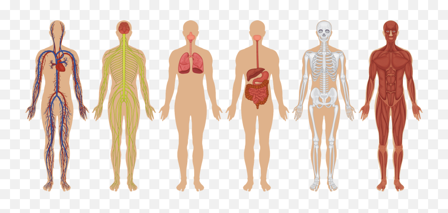 Herbal Extracts For Body Systems U2013 Nutritional Resources - Body Systems Diagram Emoji,Emotion Vs. Unicorn Blood