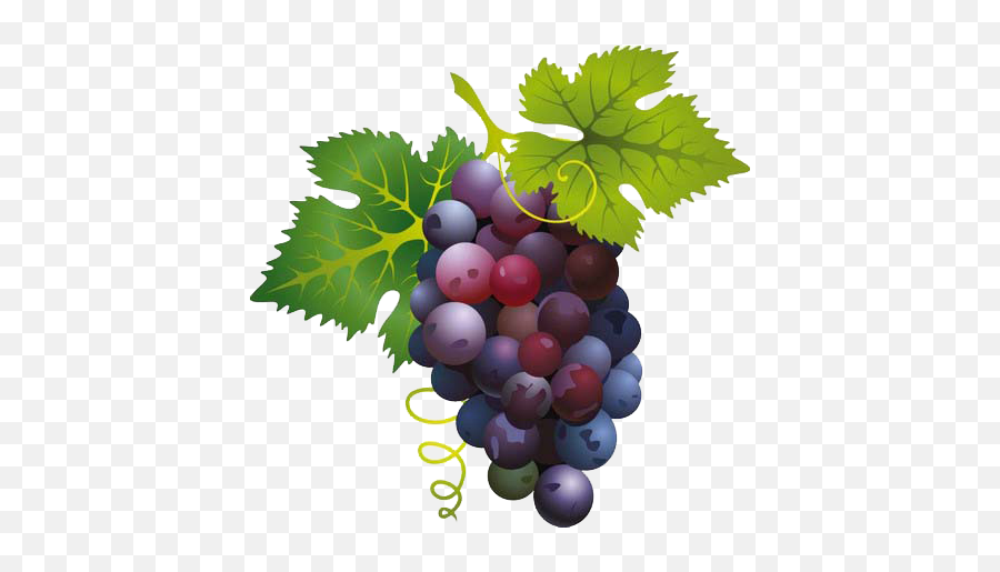 Grape Png - Grapes Clipart Png Emoji,Grape Emoticon