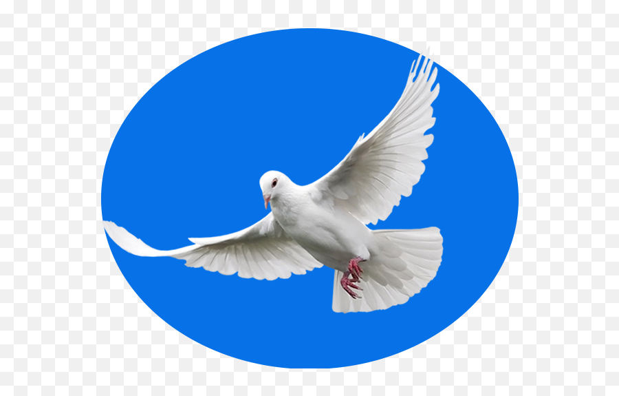 Candy Magaha - White Dove In Heaven Emoji,House Candy House Emoji
