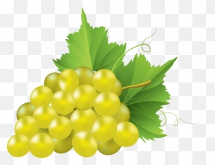 Mq Green Grape Grapes Fruit Sticker - White Grape Png Emoji,Grape Emoji