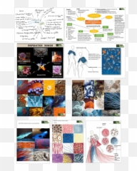 Wildroots - Caring For The Planet Art Emoji,Whales Mimicking Human Emotion