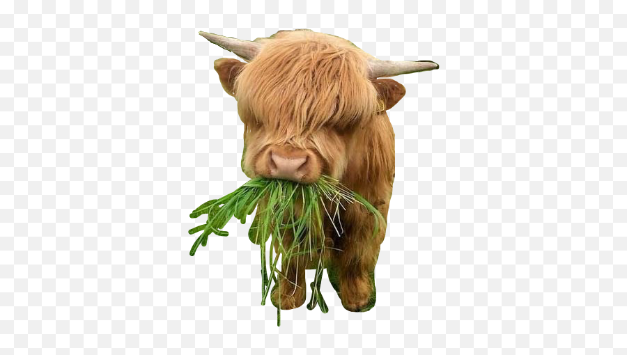 Cow Grass Babycow Sticker - Cute Fluffy Cow Emoji,Longhorn Cattle Emoji Sign