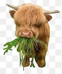 Cow Grass Babycow Sticker - Cute Fluffy Cow Emoji,Longhorn Cattle Emoji Sign