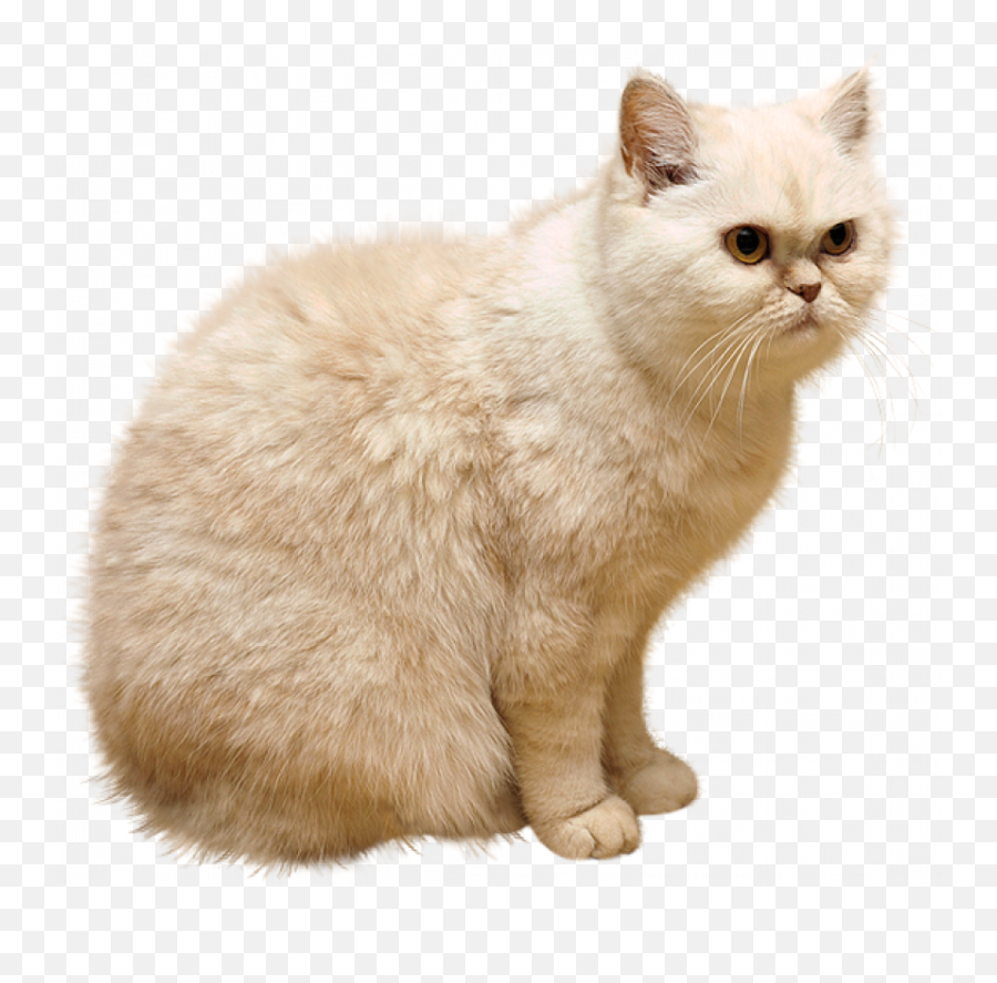 Sitting Cat Brown Color Hd Png - 2021 Full Hd Transparent Png Emoji,Emojis Black And White Cat Wisker