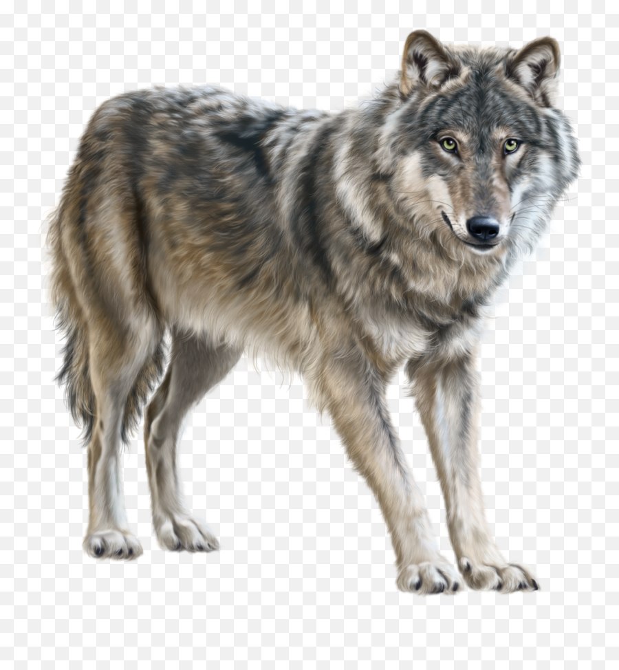 Creating Your Wolf Wolfspirits Emoji,Oc Wolf Emotions Reference