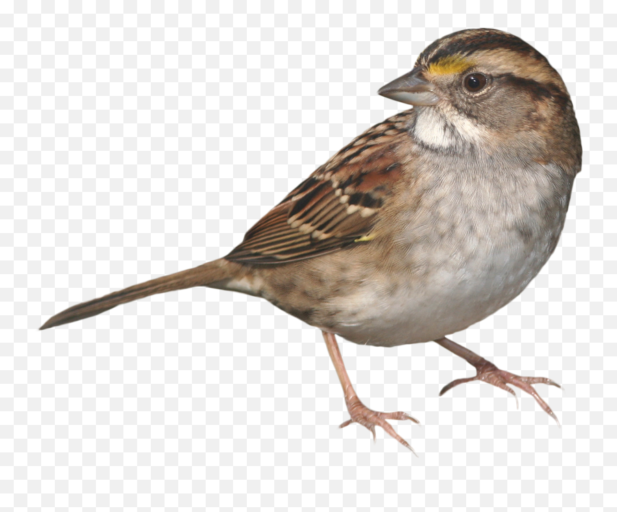 Chipping Sparrow Png U0026 Free Chipping Sparrowpng Transparent - White Throated Sparrow Png Emoji,Sparrow Emoji