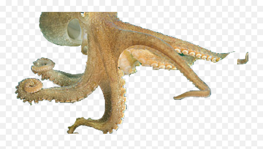 Cephalopods - Cephalopods Png Emoji,Octopus Changing Color To Match Emotion
