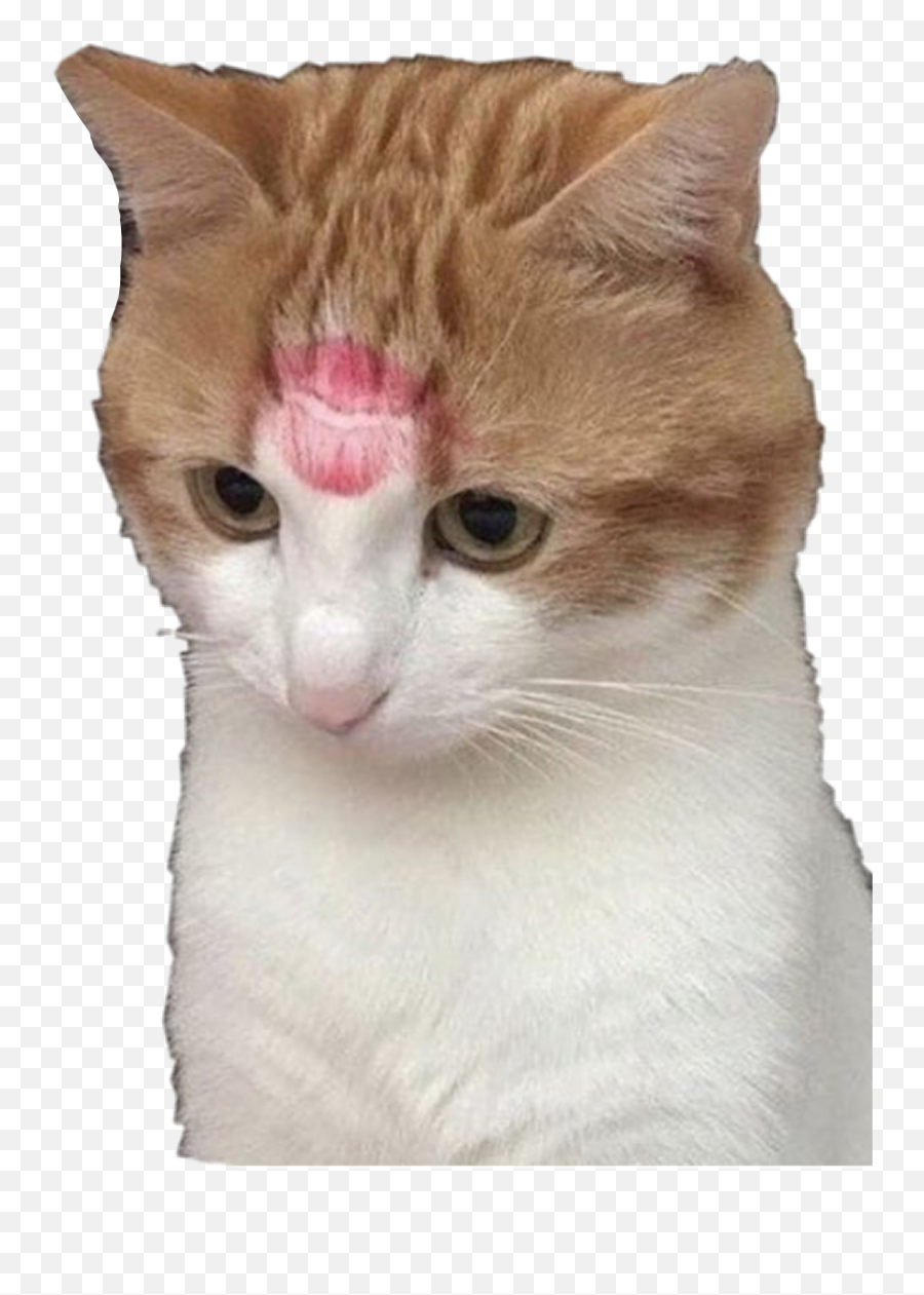 Cat Aesthetic Anime Kiss Heart Sticker By Hayo - Domestic Cat Emoji,Cat Kiss Emoji