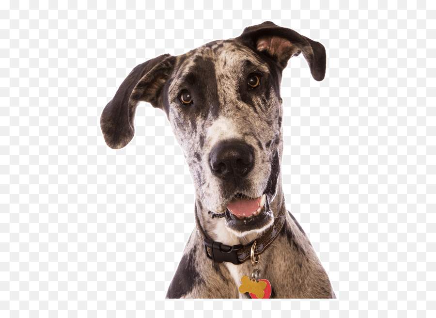 Great Dane Puppies For Sale - Great Dane Puppies Rescue Emoji,Looking For A Lap Dog And One That Responds To Emotion