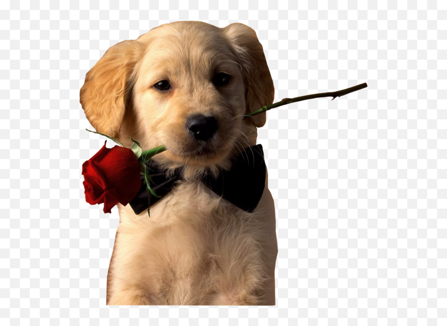 Dog With Rose Emoji,Pet Emoji Psd