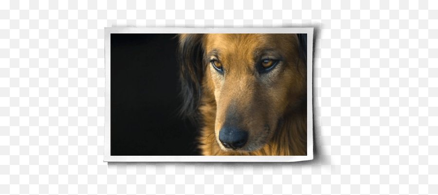 Dog Horseu2026 Itu0027s Good Food For Us Emoji,Butchering Animals Emotions