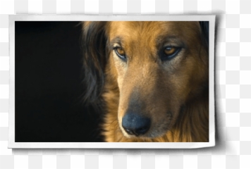 Dog Horseu2026 Itu0027s Good Food For Us Emoji,Butchering Animals Emotions