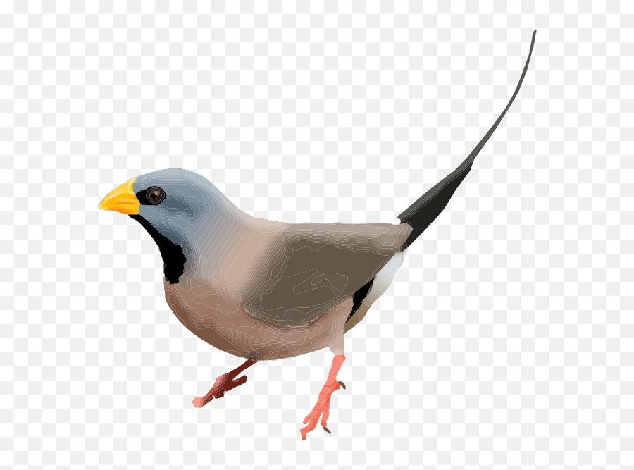 Finch Png Photos Png Svg Clip Art For - Long Tail Finch Png Emoji,Finch Emoji