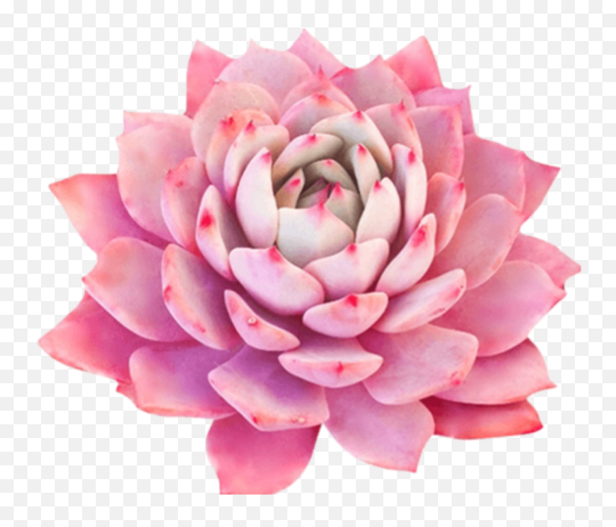 Bloom Pink Frame Flower Sticker By Bibek Kumar Shah - Rosette Emoji,Flower Emoji Vector