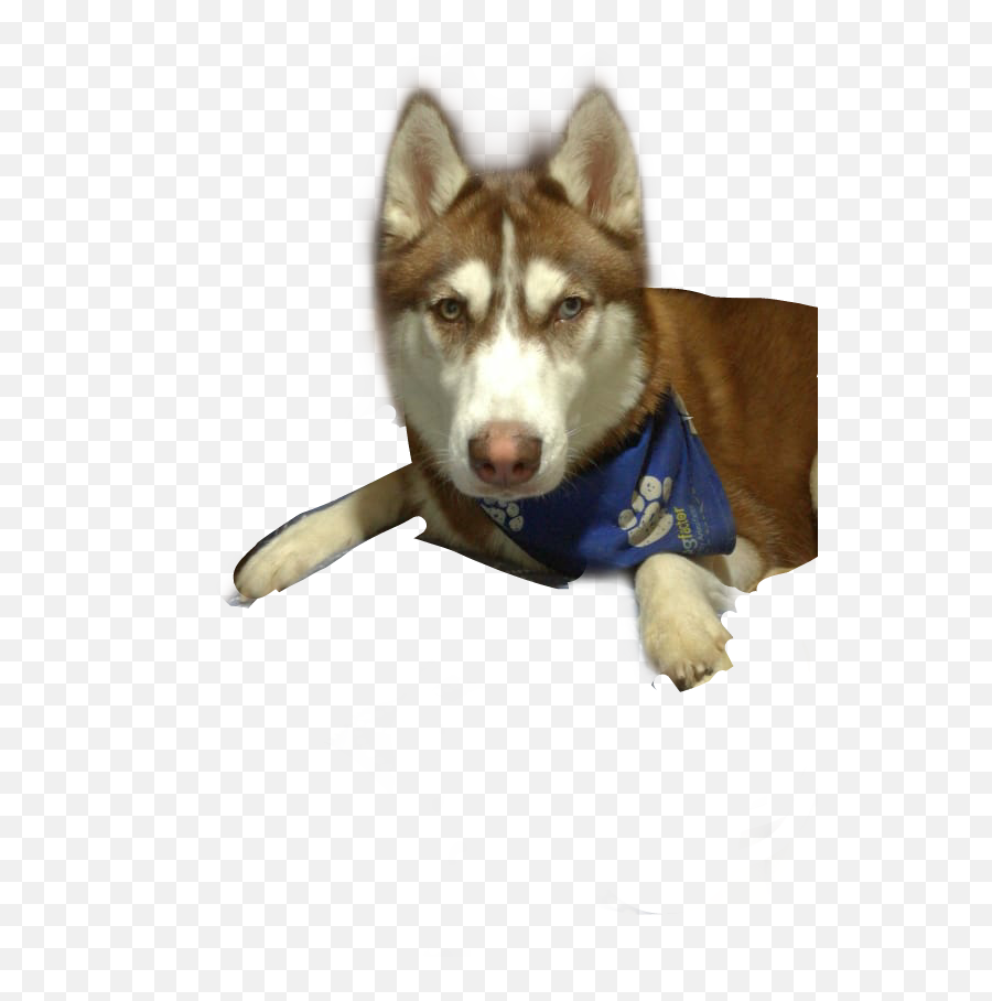 Sakuradoghusky Sticker By Luna Fashion Designer - Dog Supply Emoji,Siberian Husky Emoji