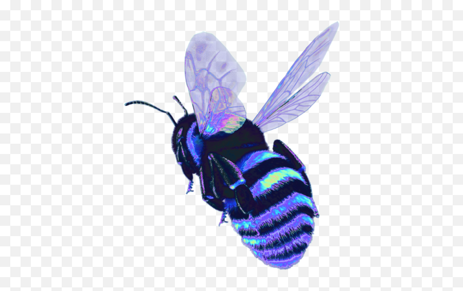 The Coolest Bee Animals U0026 Pets Images And Photos On Picsart - Holographic Bee Png Emoji,Small Bee Heart Emoticon