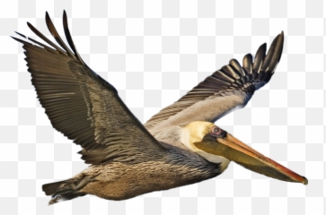 Pelican Sticker - Pelican Png Emoji,Pelican Emoji