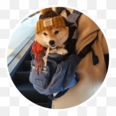 Wholesome Animals Stickers - Live Wa Stickers Dog Clothes Emoji,Wholesome Memes Emojis