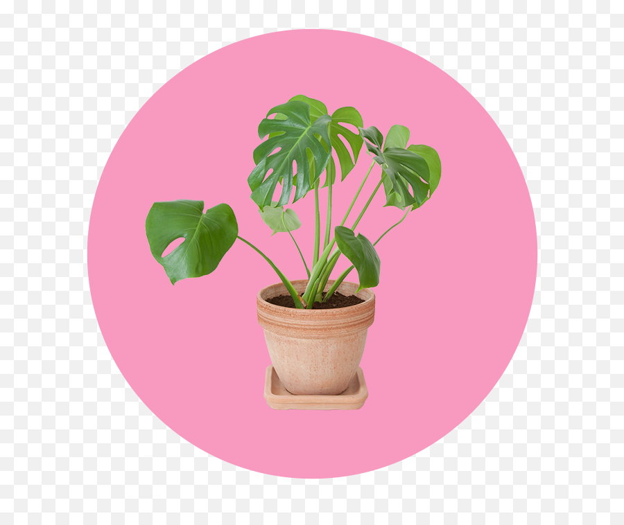 23 Easy Breezy Beautiful Houseplants - Swiss Cheese Plant Emoji,Don't Forget To Get Some H20 Houseplant With Emotions