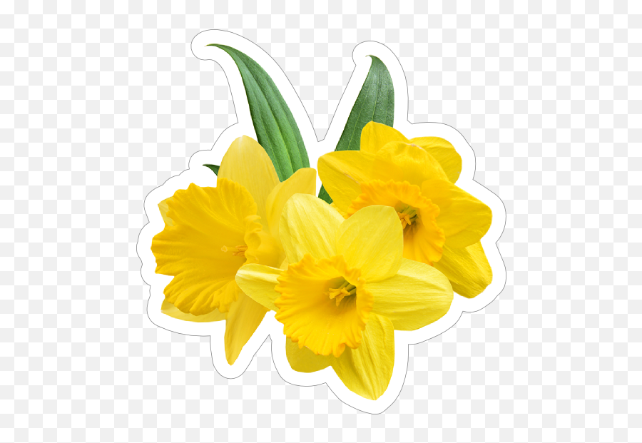Pretty Daffodil Flower Sticker - Daffodil Stickers Emoji,Daffodil Pink Emotion