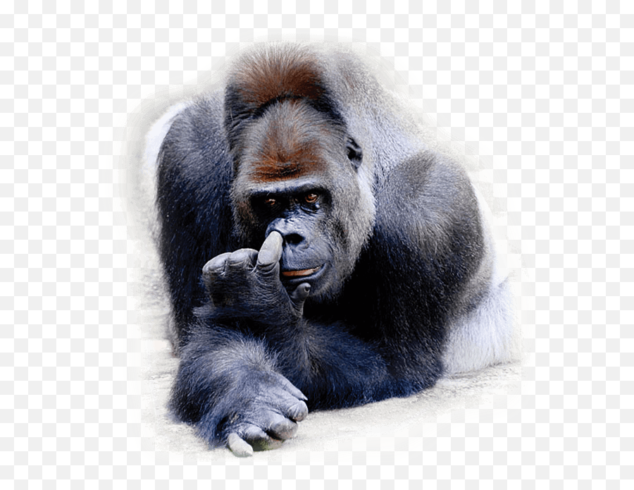 Gorilla Picking Nose - Ugly Emoji,Pics Of Emojis Picking Nose