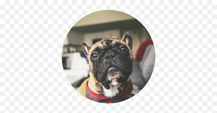 Decokennel - Martingale Emoji,Dogs Emotions