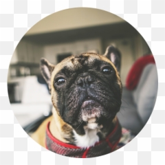 Decokennel - Martingale Emoji,Dogs Emotions