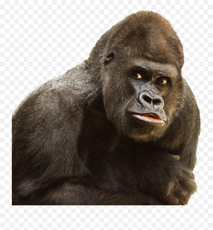 Gorilla Clipart Albino Gorilla Albino - Ape Transparent Emoji,Harambe Emoji