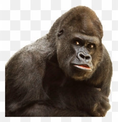 Gorilla Clipart Albino Gorilla Albino - Ape Transparent Emoji,Harambe Emoji
