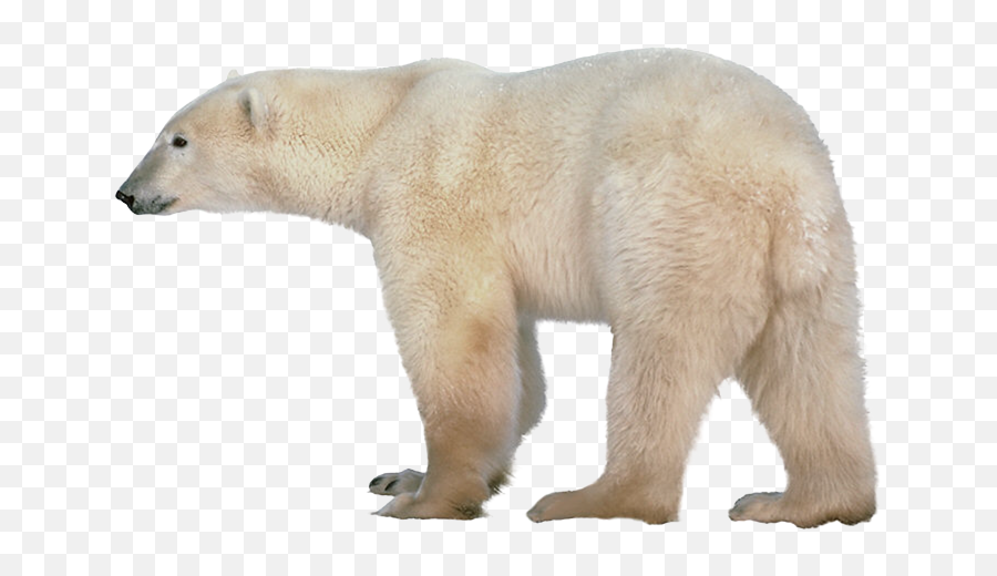 Polar Bear Png Transparent Images Png All Polar Bear Emoji,National Geographic Science -do Animals Have Emotions?