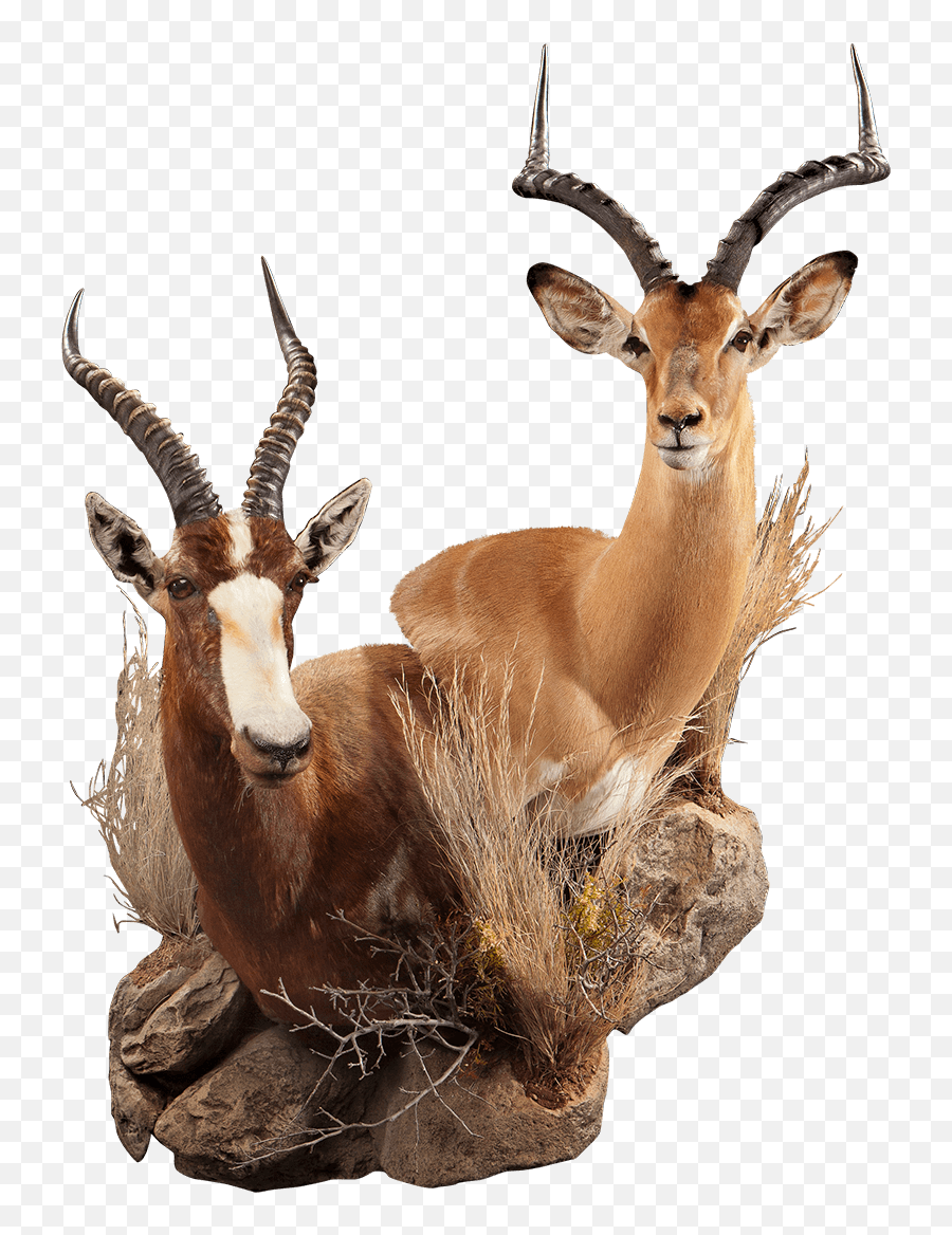 Nyala Ny105 Our Work Kanati Studio Emoji,Hunting Deer Emoji
