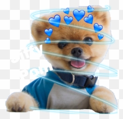 Largest Collection Of Free - Toedit Pom Stickers On Picsart Emoji,Pomsky Emoji