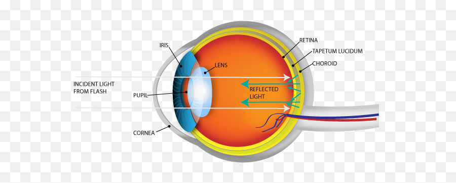 The Answer My Friends Is Blowing In The Tapetum Lucidum - Tapetum Lucidum Eye Emoji,Vaughn Emoticons