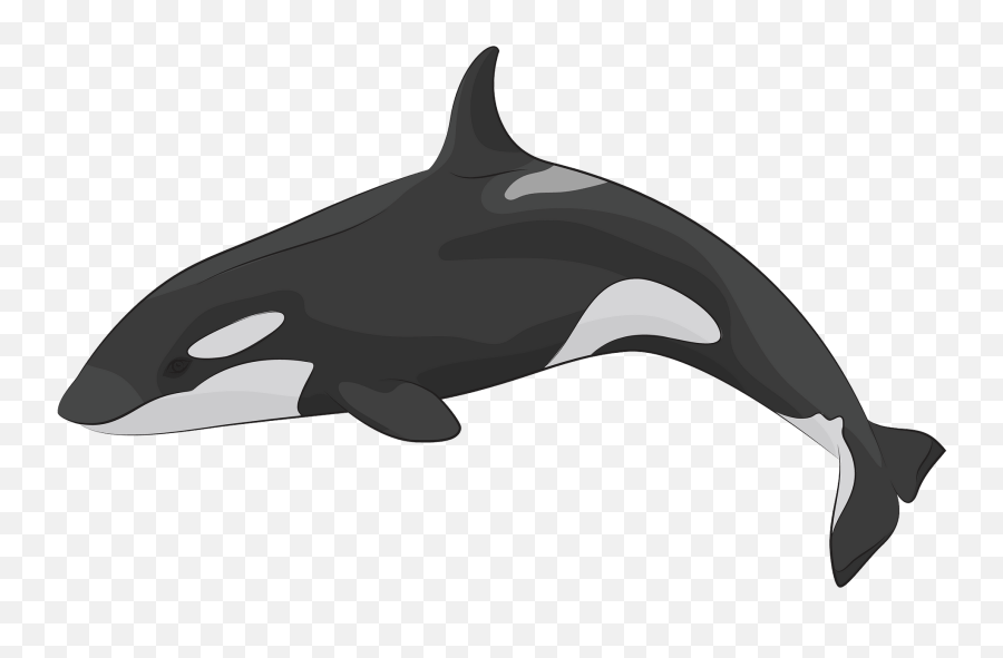 Killer Whale Clipart - Killer Whale Clipart Emoji,Killer Whale Emoji
