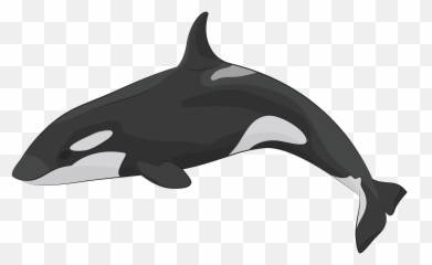 Killer Whale Clipart - Killer Whale Clipart Emoji,Killer Whale Emoji