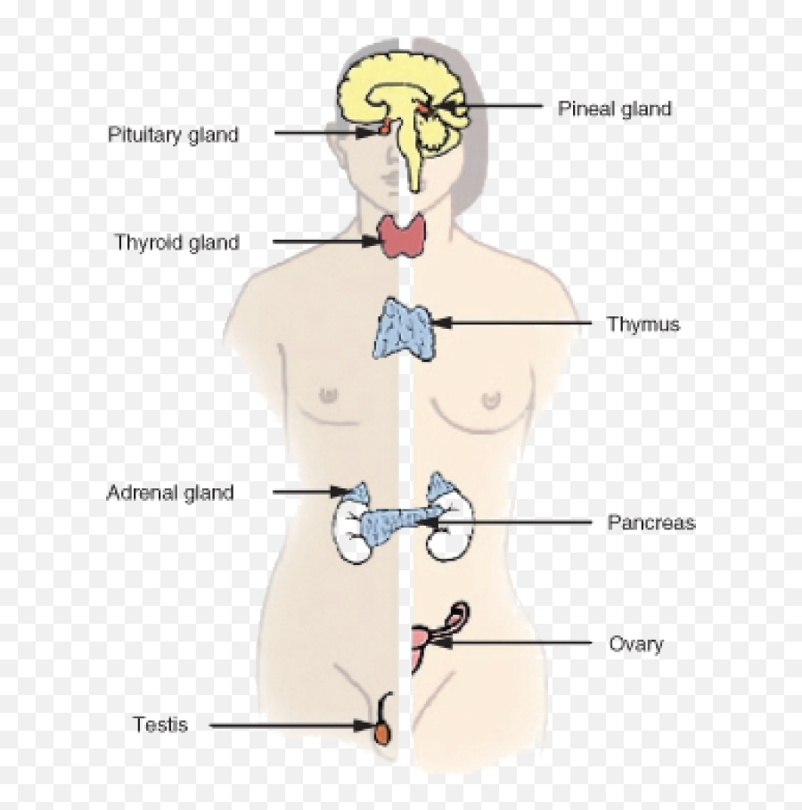 Homeostasis And Regulation In The Human Body U2039 Opencurriculum - Organ In The Body Controls Homeostasis Emoji,Body Heat Emotions