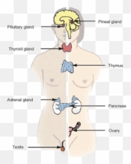 Homeostasis And Regulation In The Human Body U2039 Opencurriculum - Organ In The Body Controls Homeostasis Emoji,Body Heat Emotions