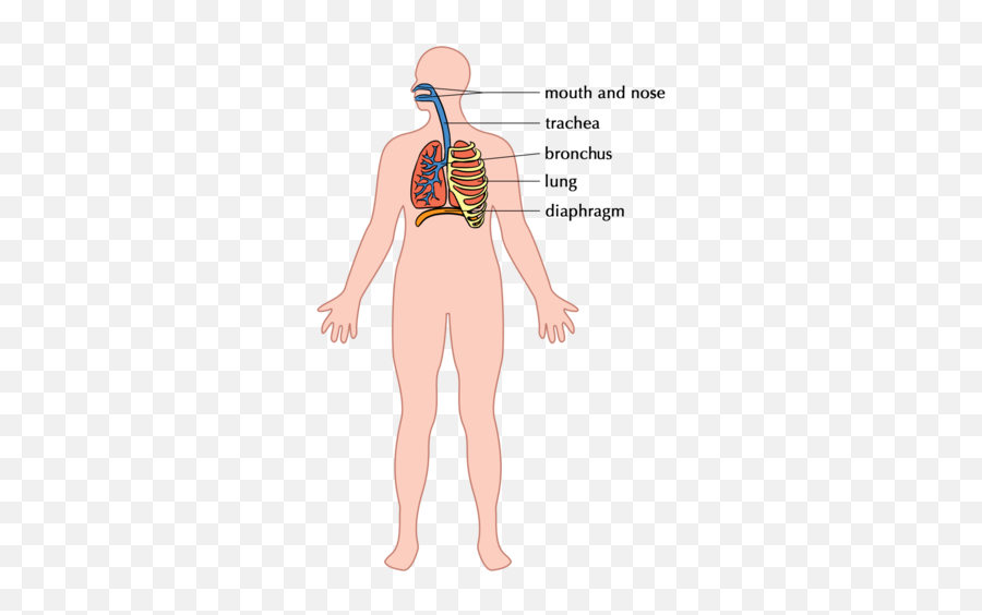 The Digestive System - Outline Body Respiratory System Emoji,Emotion Code Heart Wall Flow Chart
