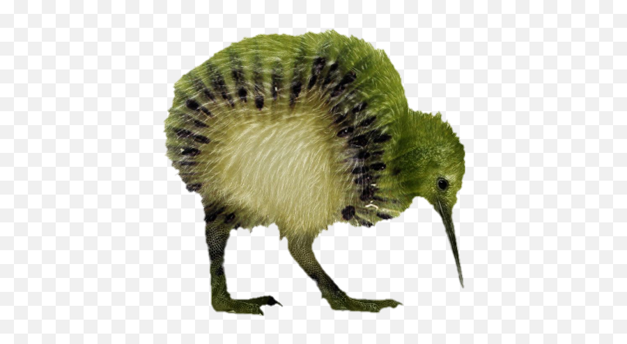 Kiwi Pajaro Bird Sticker - Kiwi Animal E Fruta Emoji,Kiwi Bird Emoji