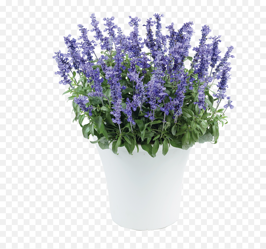 Sallyfun Deep Ocean - Danziger Salvia Sallyfun Deep Ocean Emoji,I Am An Ocean Of Emotion