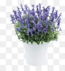 Sallyfun Deep Ocean - Danziger Salvia Sallyfun Deep Ocean Emoji,I Am An Ocean Of Emotion